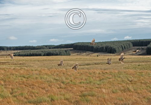 Covey of Grey Partridge in Floight DM2135